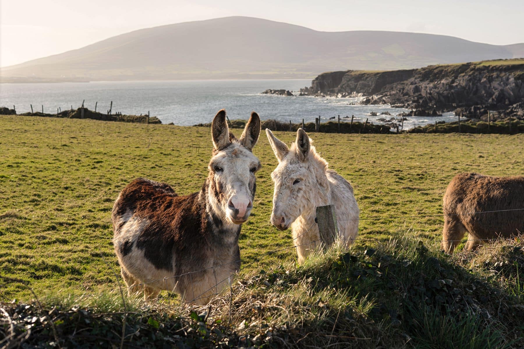 21-Ocean-Blue-Exterior-Donkeys-04