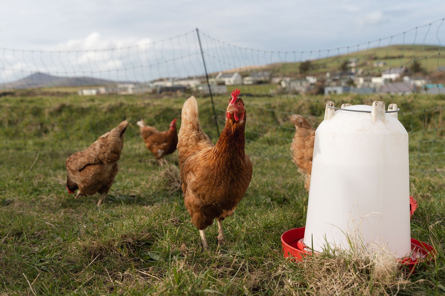 22-Ocean-Blue-Exterior-Hens-03